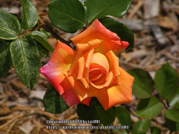 Photo of Rose (Rosa 'Hot Romance') uploaded by seilMI