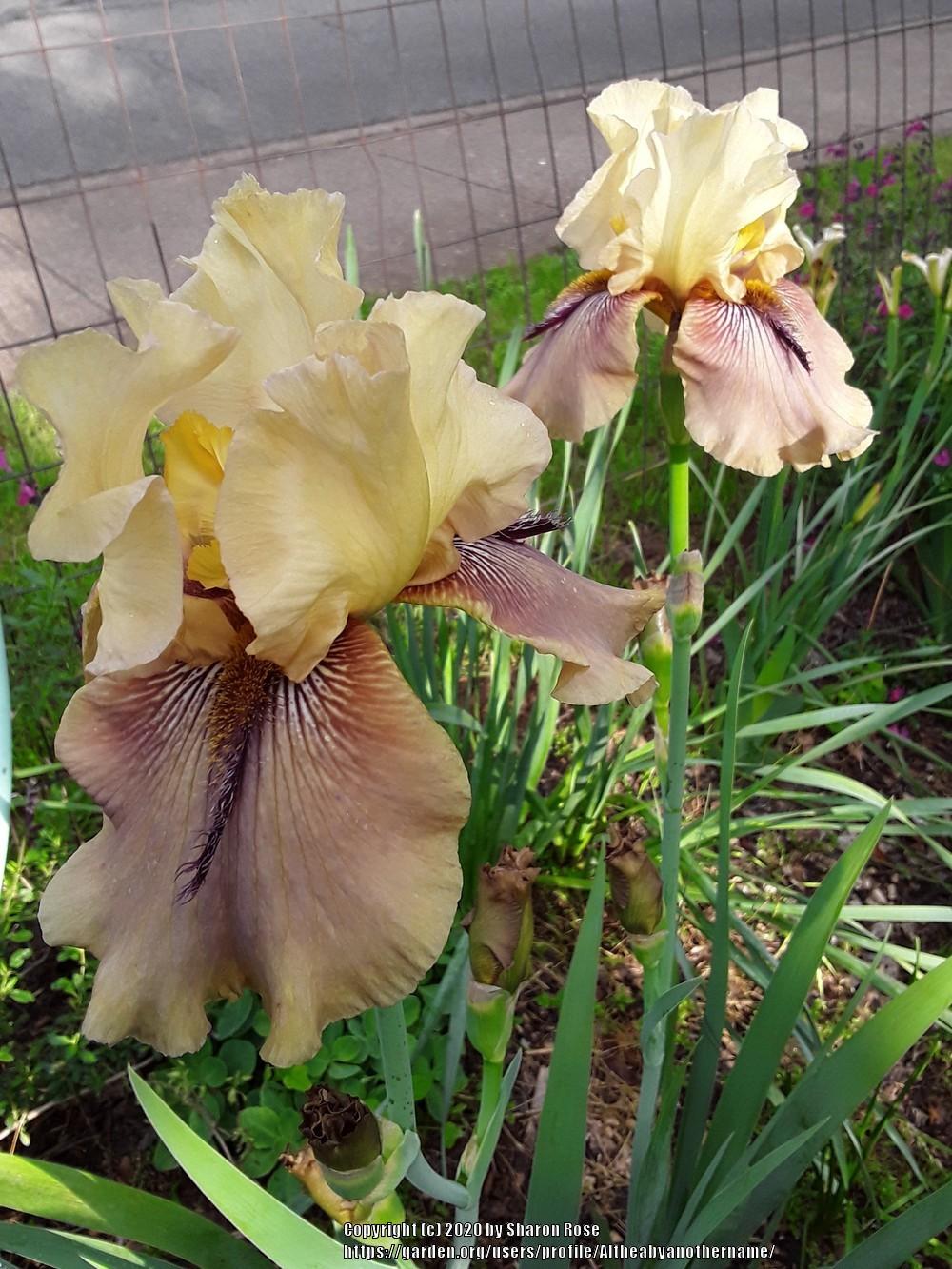 Photo of Tall Bearded Iris (Iris 'Thornbird') uploaded by Altheabyanothername