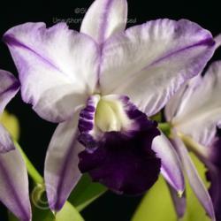 Location: Michigan Orchid Society Show
Date: 2019-03-31