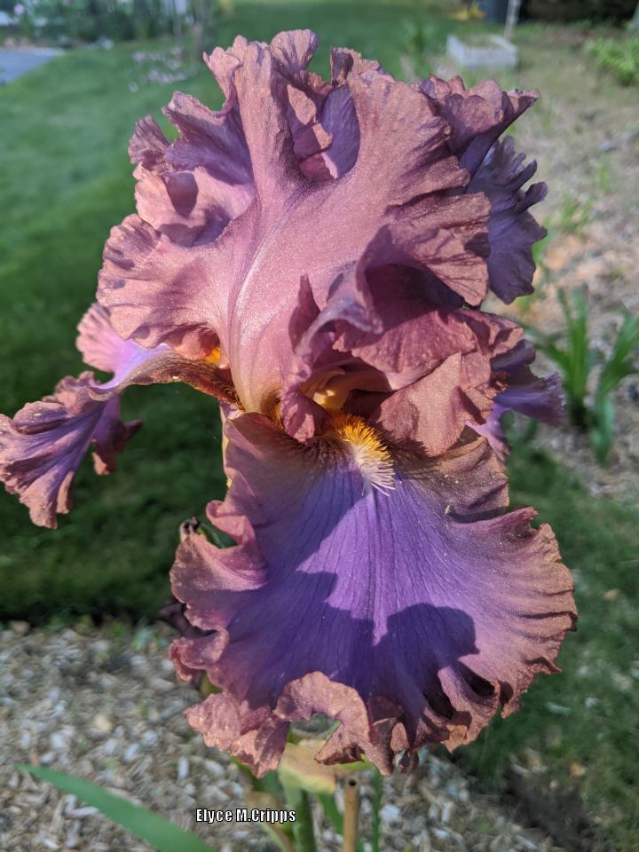 Photo of Tall Bearded Iris (Iris 'French Lavender') uploaded by ElyceC