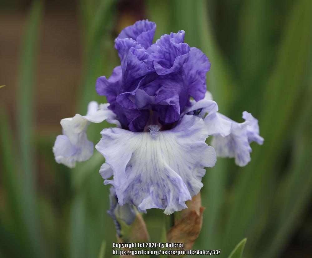 Photo of Tall Bearded Iris (Iris 'Crowned Heads') uploaded by Valery33