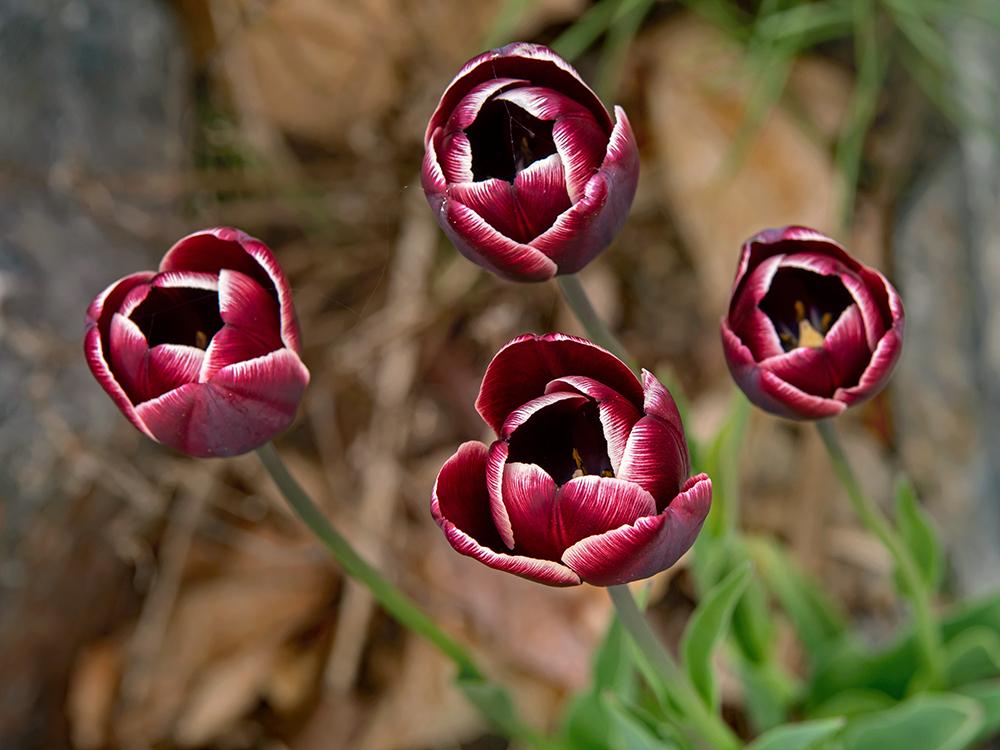 Photo of Triumph Tulip (Tulipa 'Jackpot') uploaded by dirtdorphins