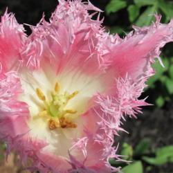 Location: charlottetown, pei, canada
Date: 2017-05-30
Tulipa- Huis ten Bosch