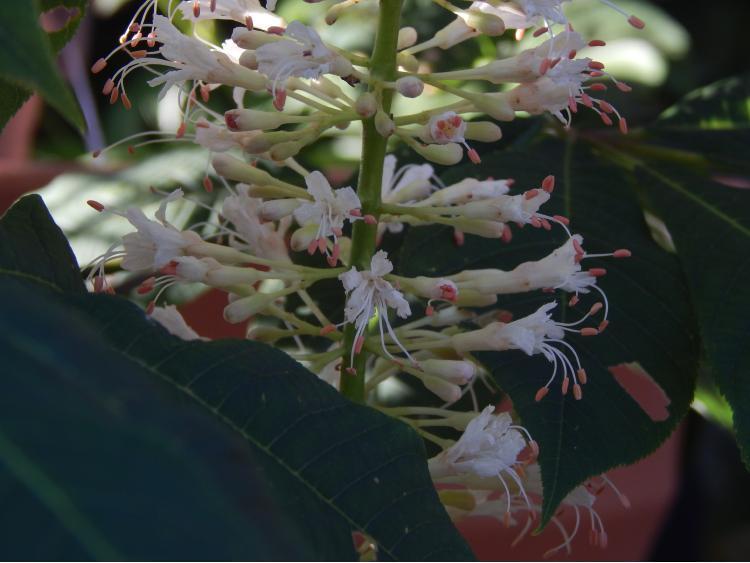 Photo of Bottlebrush Buckeye (Aesculus parviflora) uploaded by jathton