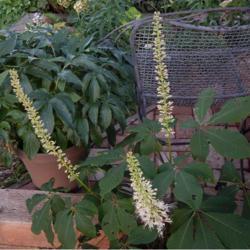 Location: on my patio
Date: 06-13-2020
Bottlebrush Buckeye (Aesculus parviflora)