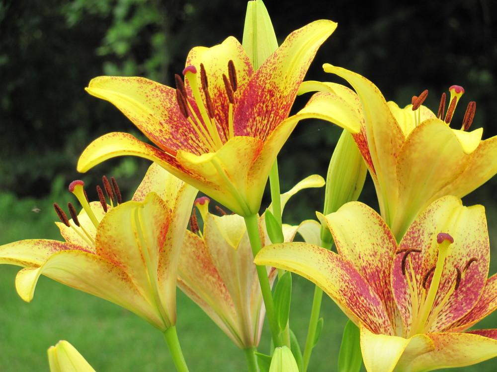 Photo of Lily (Lilium 'Golden Stone') uploaded by roseman2000
