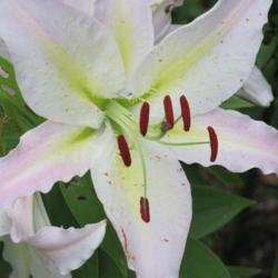 Location: charlottetown, pei, canada
Date: 2014-08-14
Lilium -Oriental lily Cold Play ,closer view.