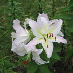 Location: charlottetown, pei, canada
Date: 2014-08-14
Lilium - Oriental lily Cold Play