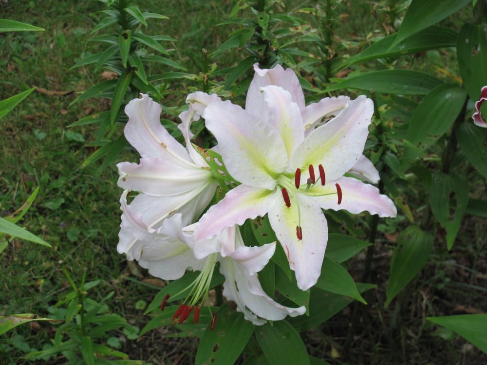 Photo of Lily (Lilium 'Coldplay') uploaded by roseman2000