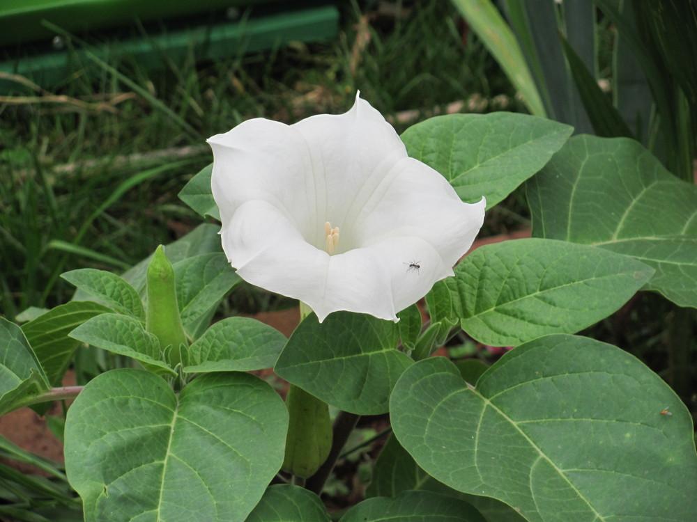 Photo of Jimson Weed (Datura innoxia) uploaded by roseman2000