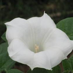 Location: charlottetown, pei, canada
Date: 2014-08-14
Jimson Weed ,beautiful pure white blooms.