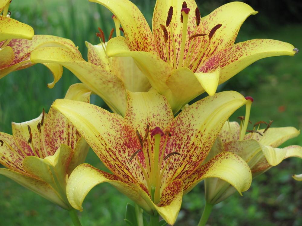 Photo of Lily (Lilium 'Golden Stone') uploaded by roseman2000