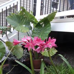 Location: Millersville MD
Date: 2018-07-27
With Alocasia and other tropicals, makes a bold statement