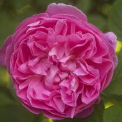 Location: Pennsylvania
Date: 2020-06-11
Rosa 'Mary Rose'