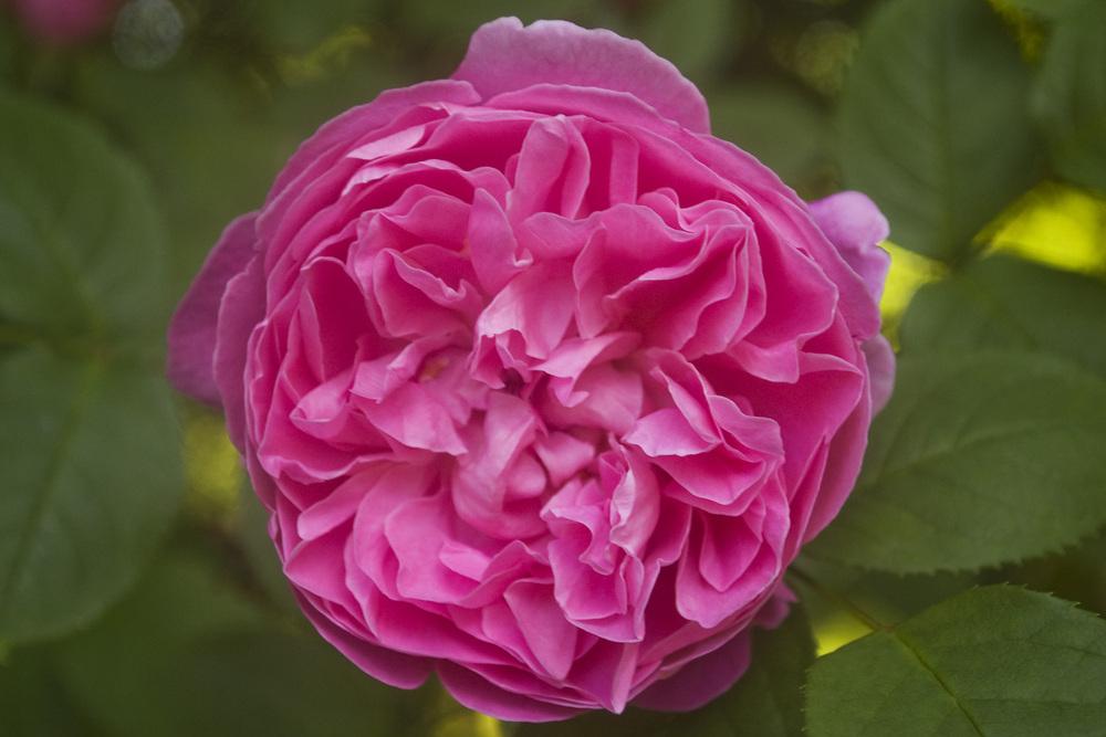 Photo of Rose (Rosa 'Mary Rose') uploaded by AudreyDee