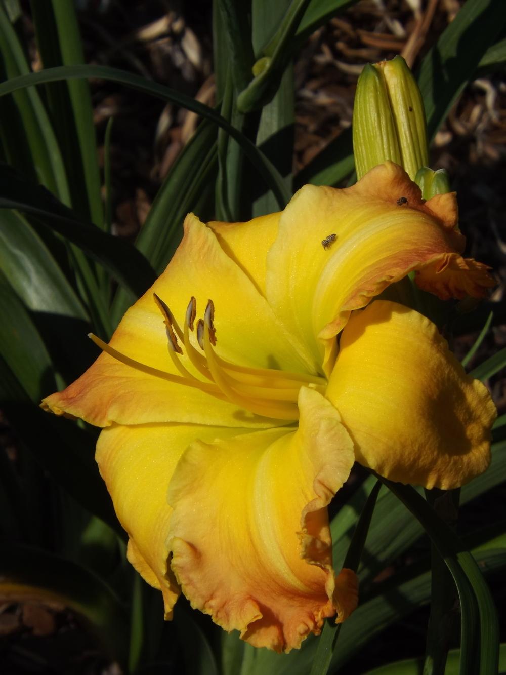 Photo of Daylily (Hemerocallis 'Different Direction') uploaded by Curlycollards