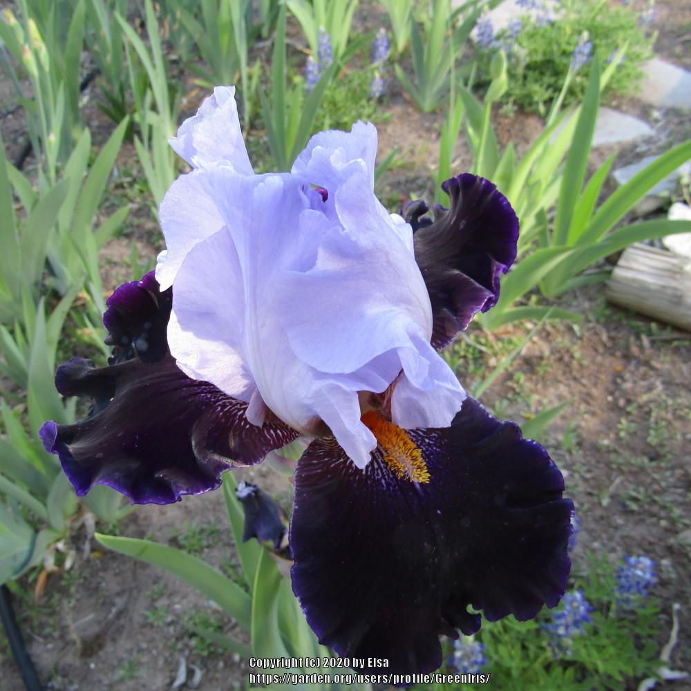 Photo of Tall Bearded Iris (Iris 'Habit') uploaded by GreenIris