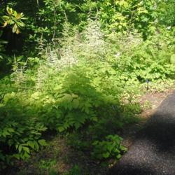 Location: Jenkins Arboretum in Berwyn, Pennsylvania
Date: 2020-06-14
mass along walk in bloom