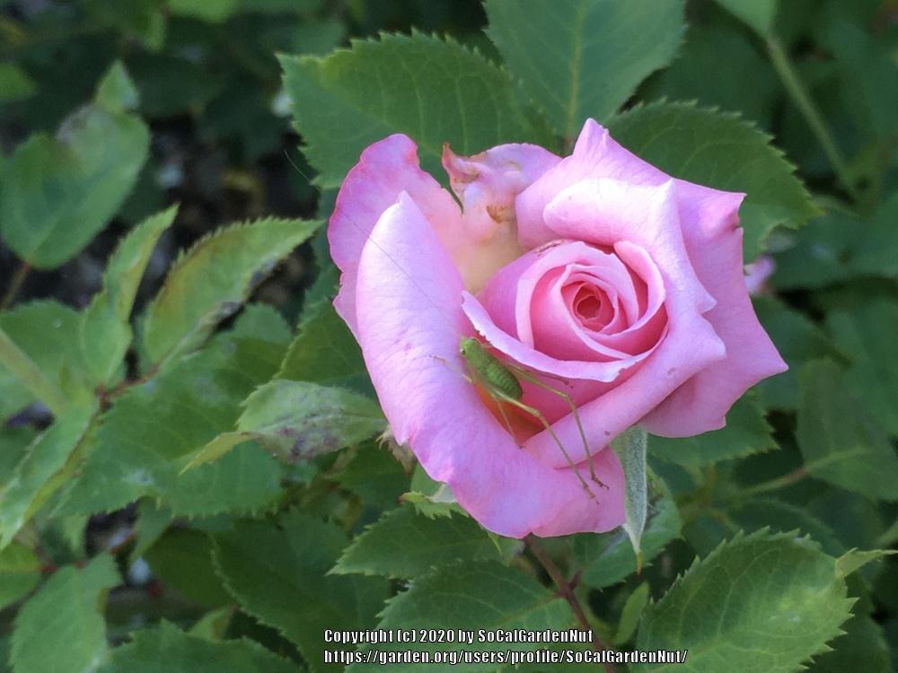 Photo of Rose (Rosa 'Belinda's Dream') uploaded by SoCalGardenNut