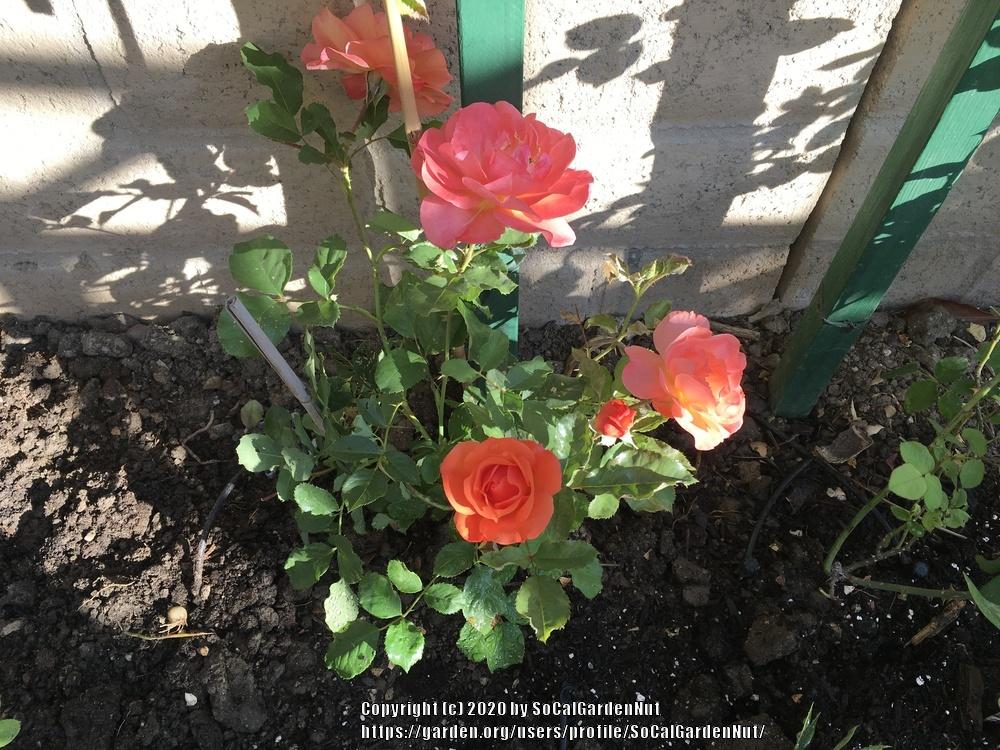 Photo of Rose (Rosa 'Westerland') uploaded by SoCalGardenNut