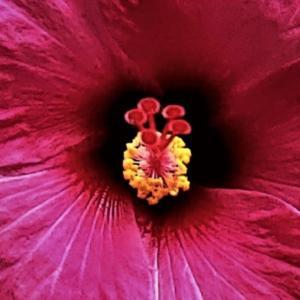Amazing and beautiful composition of a stamen of a hibiscus!
