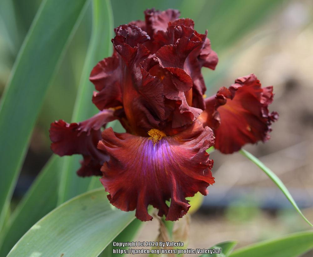 Photo of Tall Bearded Iris (Iris 'Cherokee Blaze') uploaded by Valery33