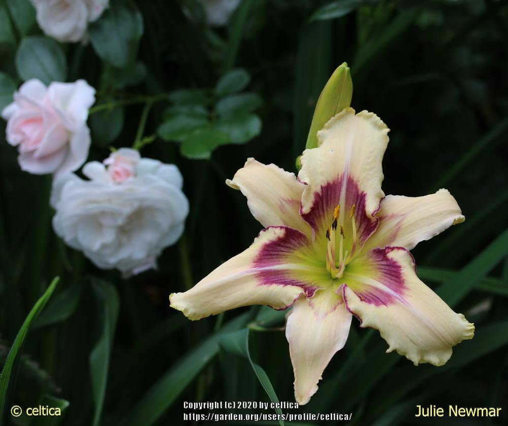 Photo of Daylily (Hemerocallis 'Julie Newmar') uploaded by celtica