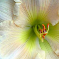 Location: in my patio bed
Date: 06-13-2020
Daylily (Hemerocallis 'Heavenly Hash')