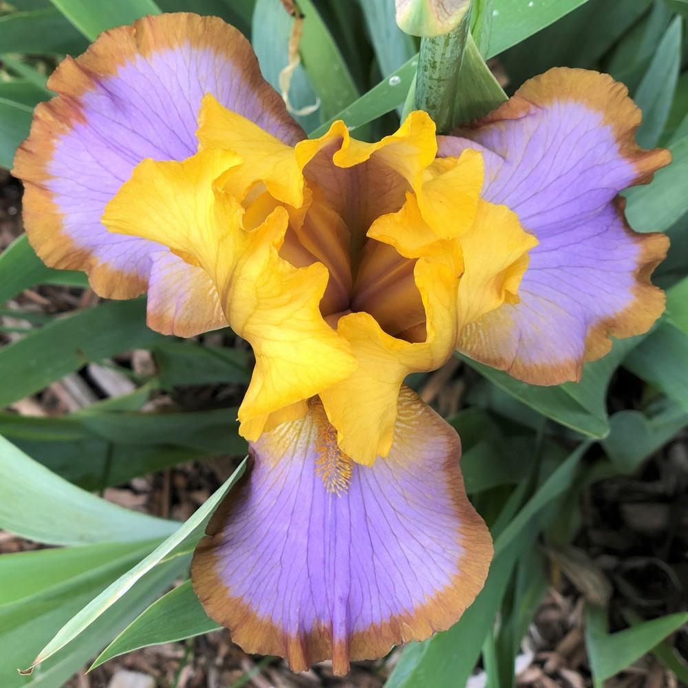Photo of Border Bearded Iris (Iris 'Brown Lasso') uploaded by joelsted