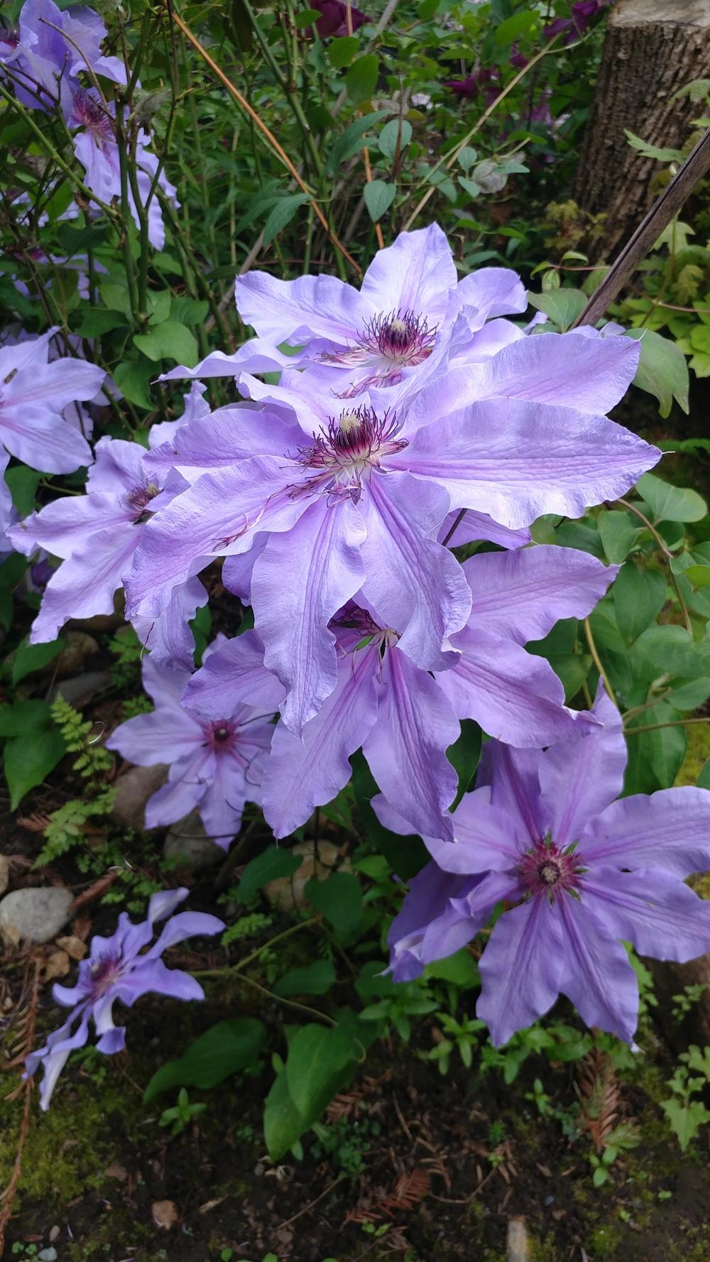 Photo of Clematis 'Blue Ravine' uploaded by mishkab