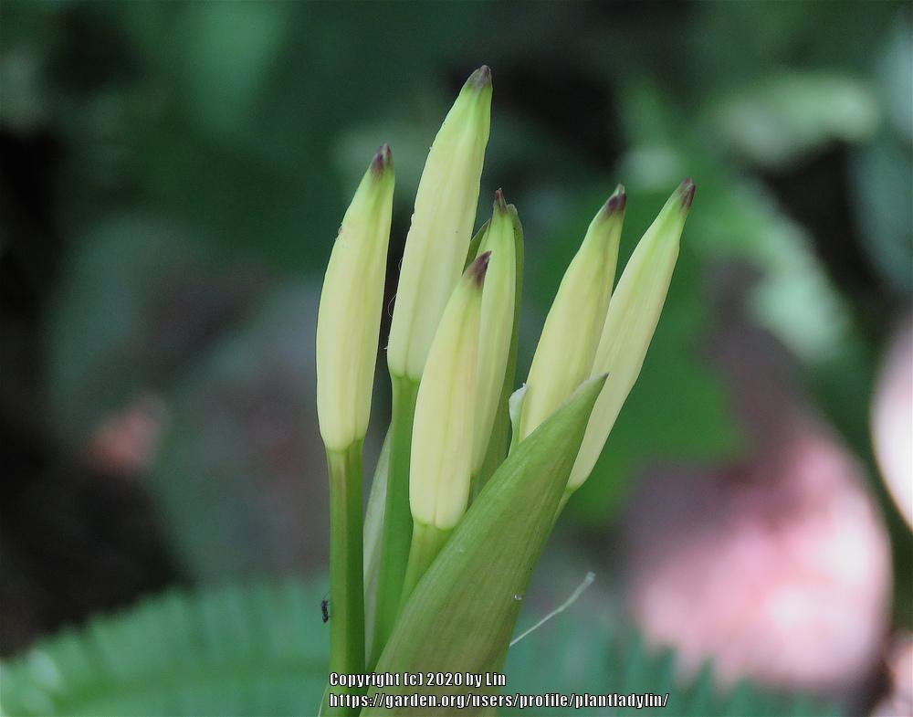 Photo of Crinum Lily (Crinum americanum) uploaded by plantladylin
