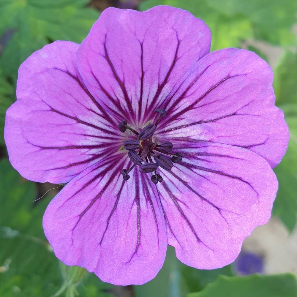 Photo of Geranium 'Pink Penny' uploaded by rolliekins
