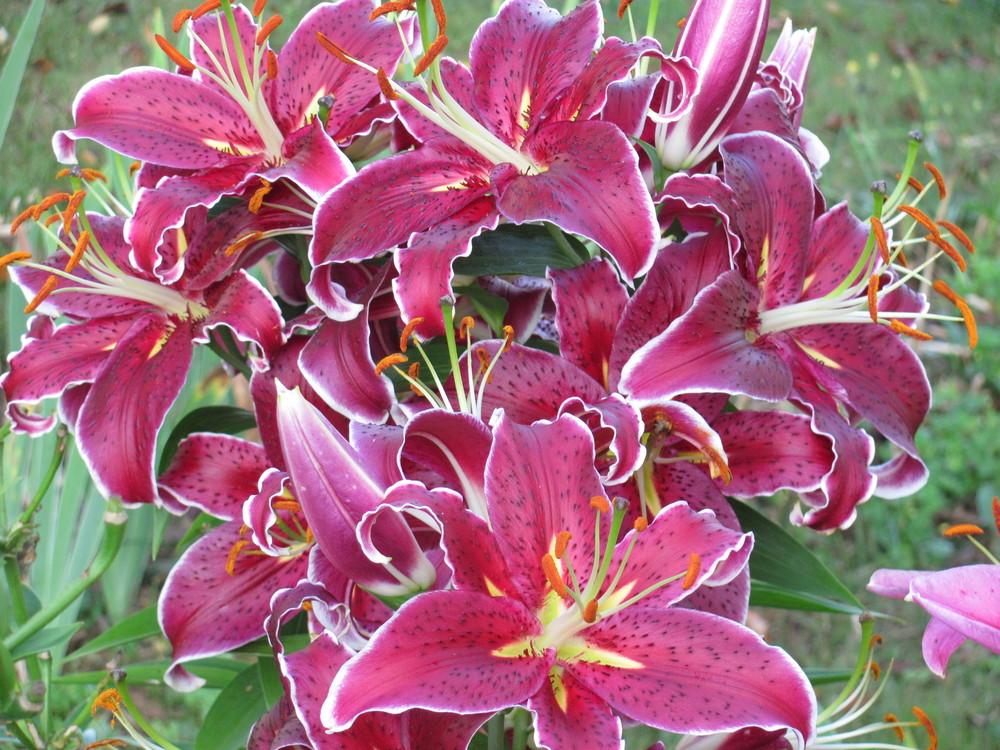 Photo of Oriental Lily (Lilium 'Star Gazer') uploaded by roseman2000