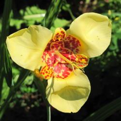 Location: charlottetown, pei, canada
Date: 2016-09-04
Mexican Shell Flower (Tigridia pavonia)-yellow