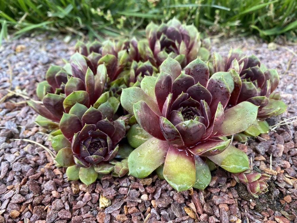 Photo of Hen and Chicks (Sempervivum 'Picasso') uploaded by JesseInCT
