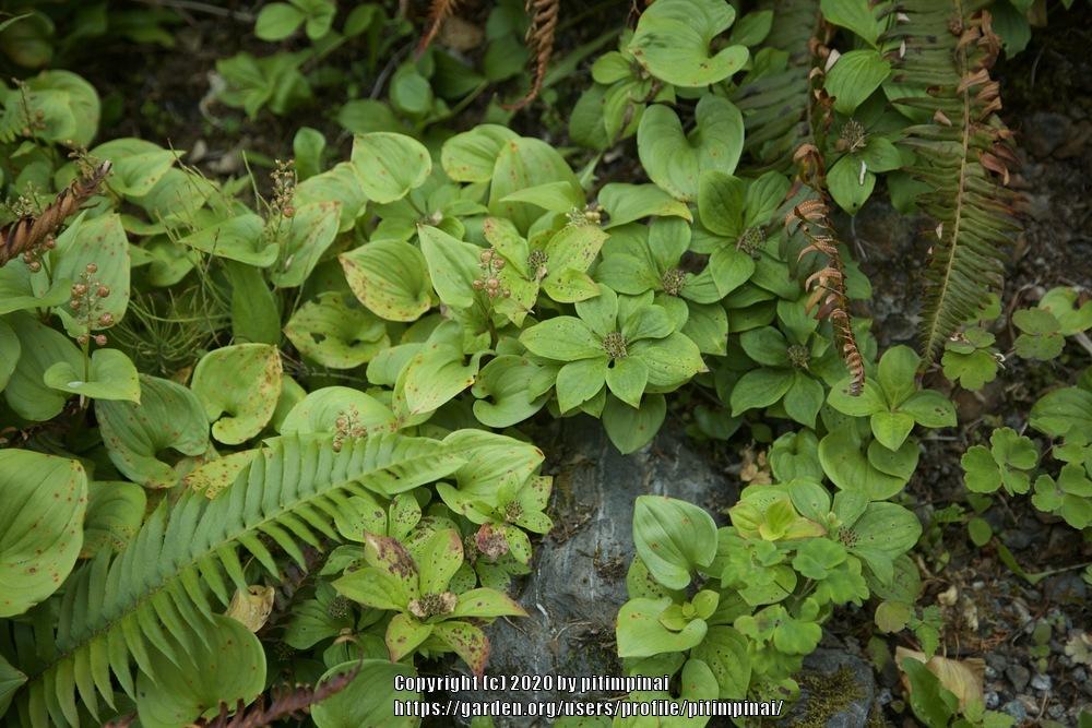 Photo of Bunchberry (Cornus canadensis) uploaded by pitimpinai