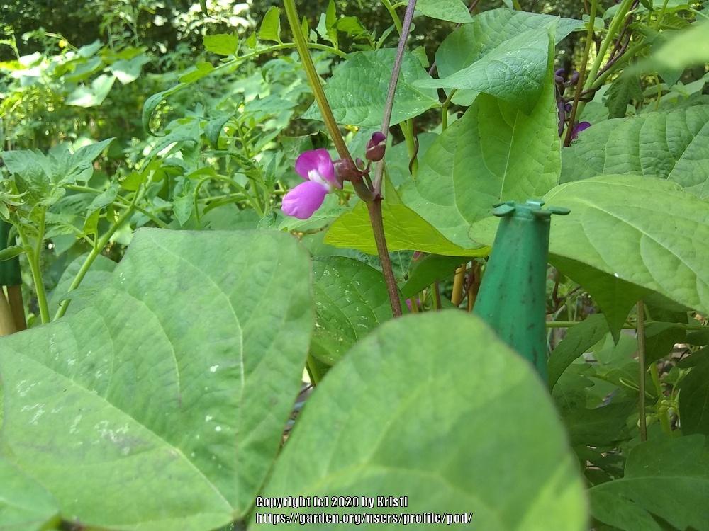 Photo of Green Bean (Phaseolus vulgaris 'Trionfo Violetto') uploaded by pod