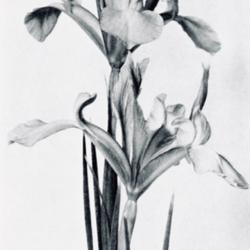 
Date: 1937
photo of Dutch Iris 'Adrian Backer' by Lilian A. Guernsey from th