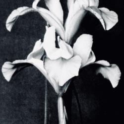 
Date: c. 1937
photo of Dutch Iris 'Leonardo da Vinci' by Lilian A. Guernsey fro