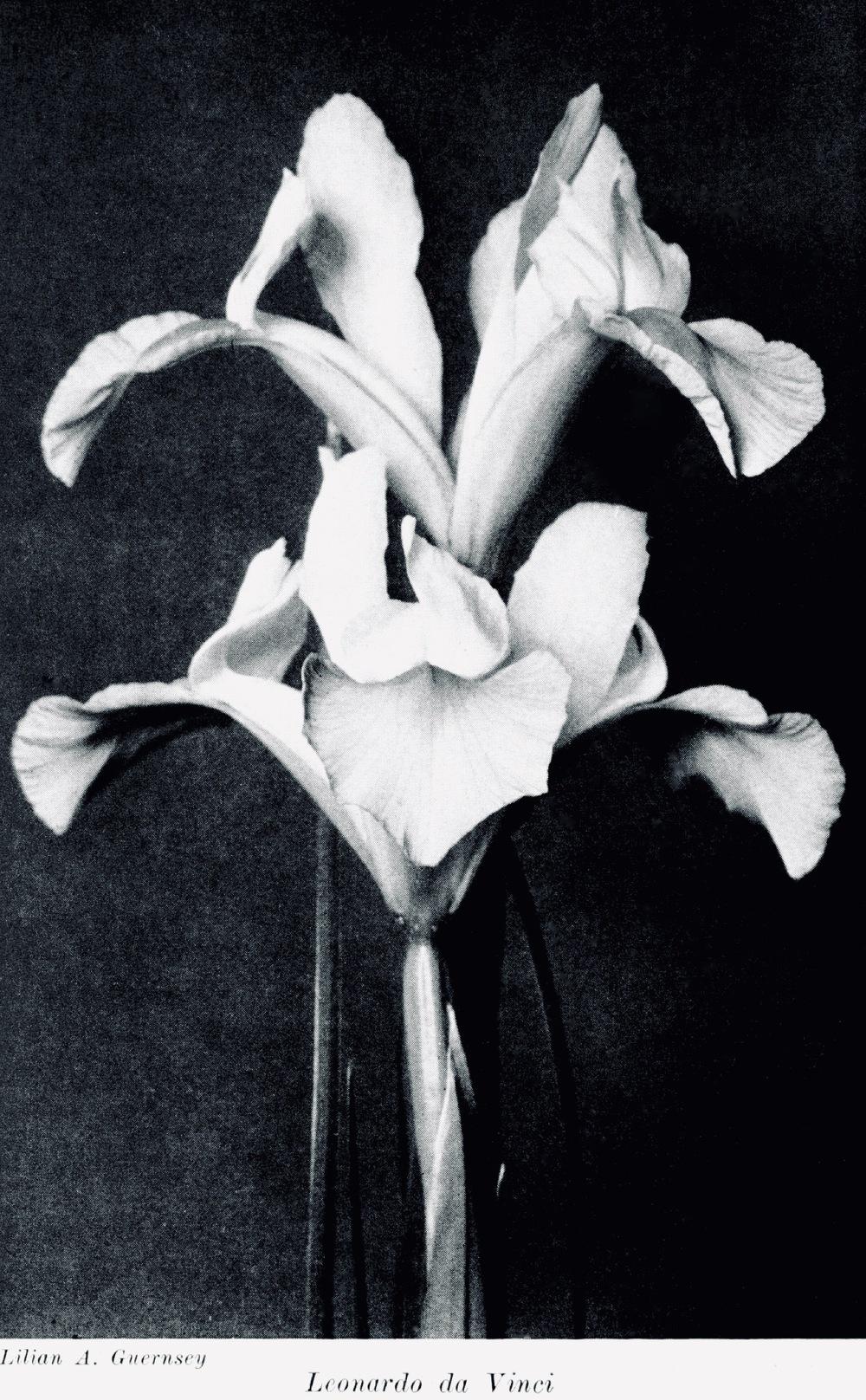 Photo of Dutch Iris (Iris x hollandica) uploaded by scvirginia