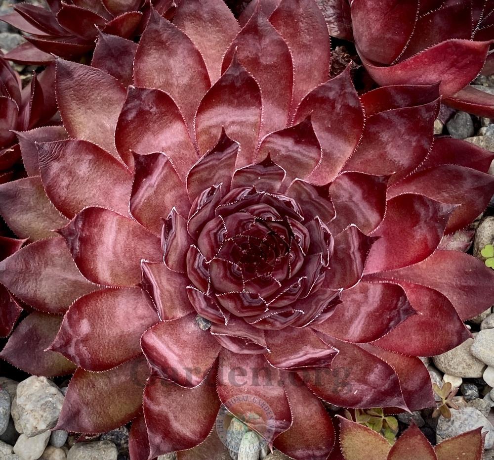 Photo of Hen and Chicks (Sempervivum 'Red Rum') uploaded by springcolor