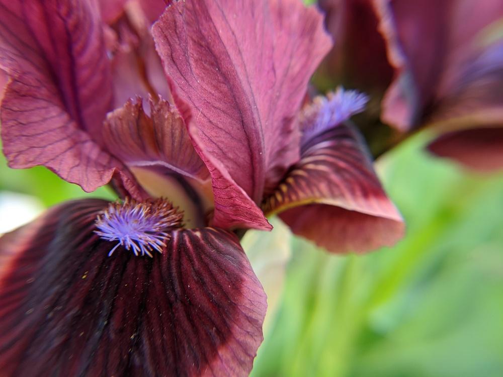 Photo of Standard Dwarf Bearded Iris (Iris 'Cat's Eye') uploaded by Artsee1
