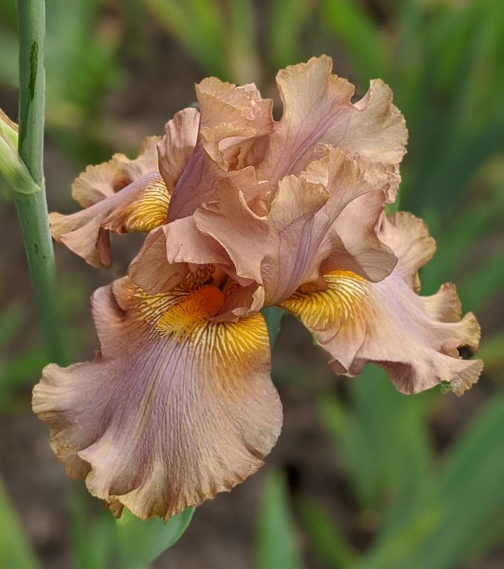 Photo of Tall Bearded Iris (Iris 'Downtown Brown') uploaded by Artsee1