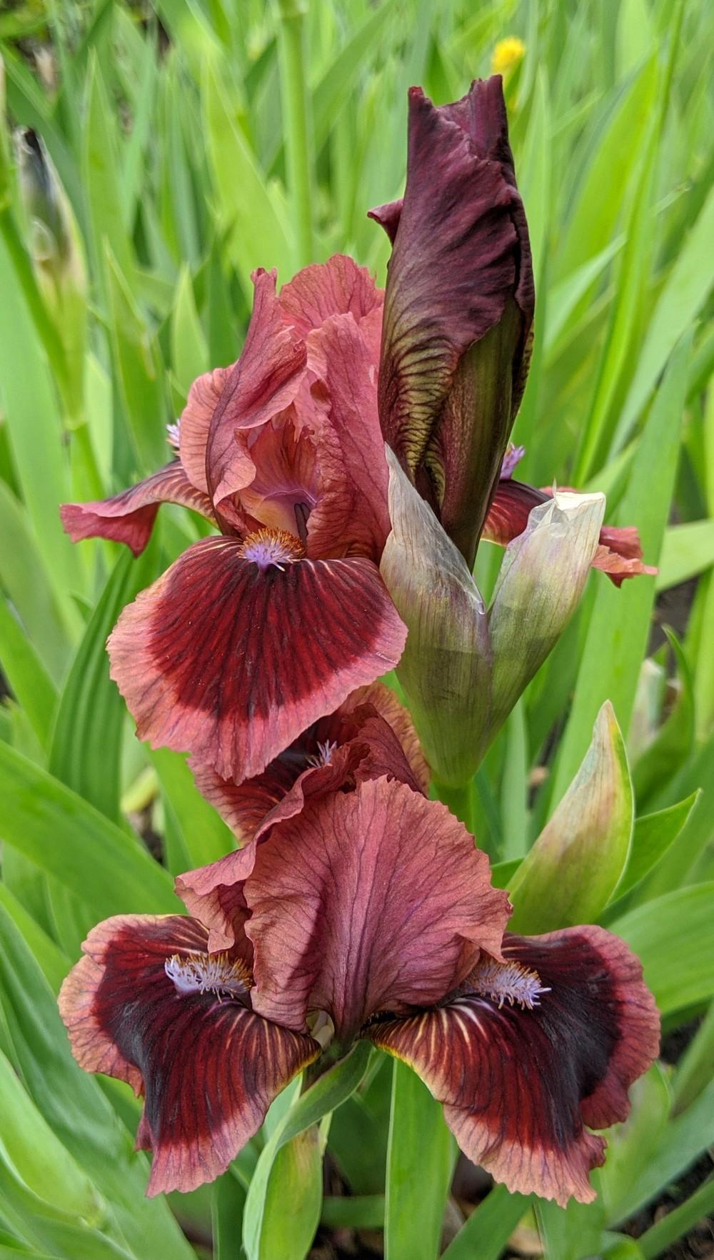 Photo of Standard Dwarf Bearded Iris (Iris 'Cat's Eye') uploaded by Artsee1