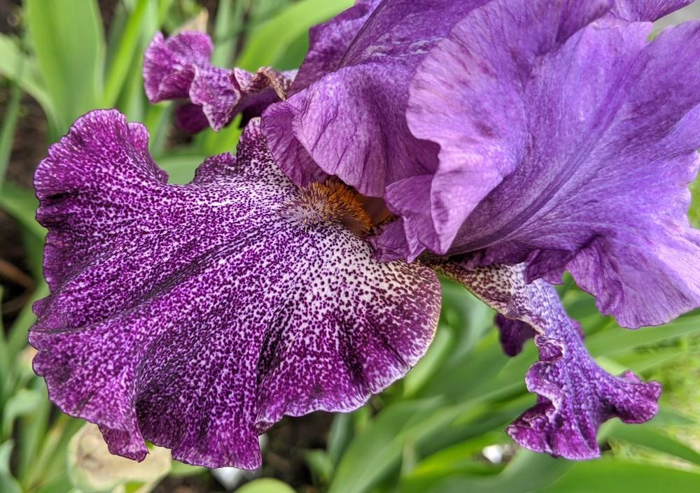 Photo of Tall Bearded Iris (Iris 'Celestial Explosion') uploaded by Artsee1
