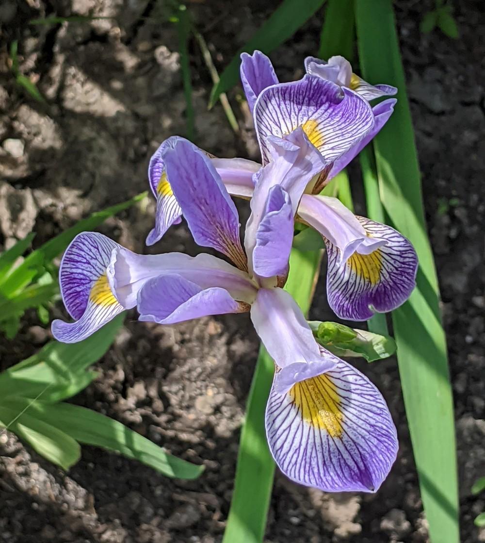 Photo of Species Iris (Iris versicolor) uploaded by Artsee1