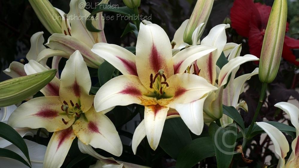 Photo of Lily (Lilium 'Nymph') uploaded by DaylilySLP