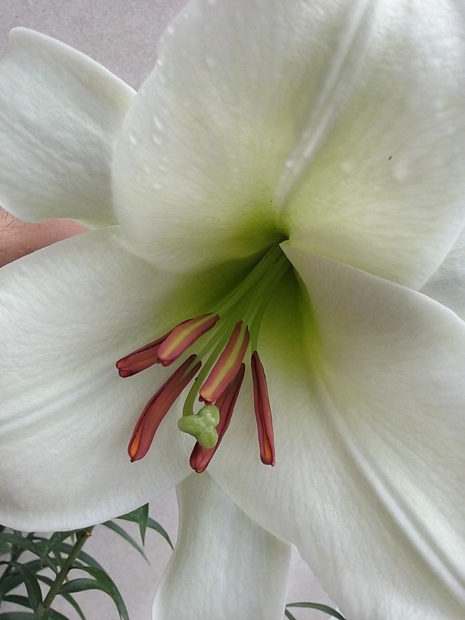 Photo of Lily (Lilium leucanthum var. centifolium Black Dragon Group) uploaded by Lucius93