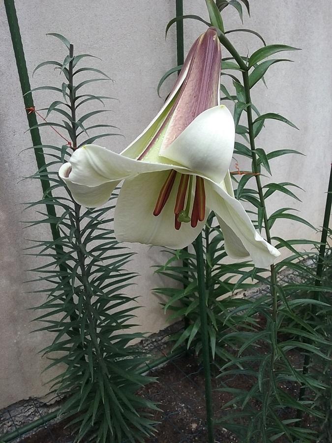 Photo of Lily (Lilium leucanthum var. centifolium Black Dragon Group) uploaded by Lucius93
