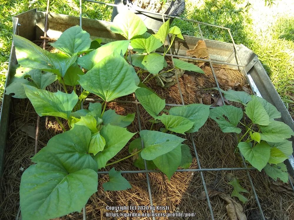 Photo of Sweet Potato (Ipomoea batatas 'Bunch Porto Rico') uploaded by pod